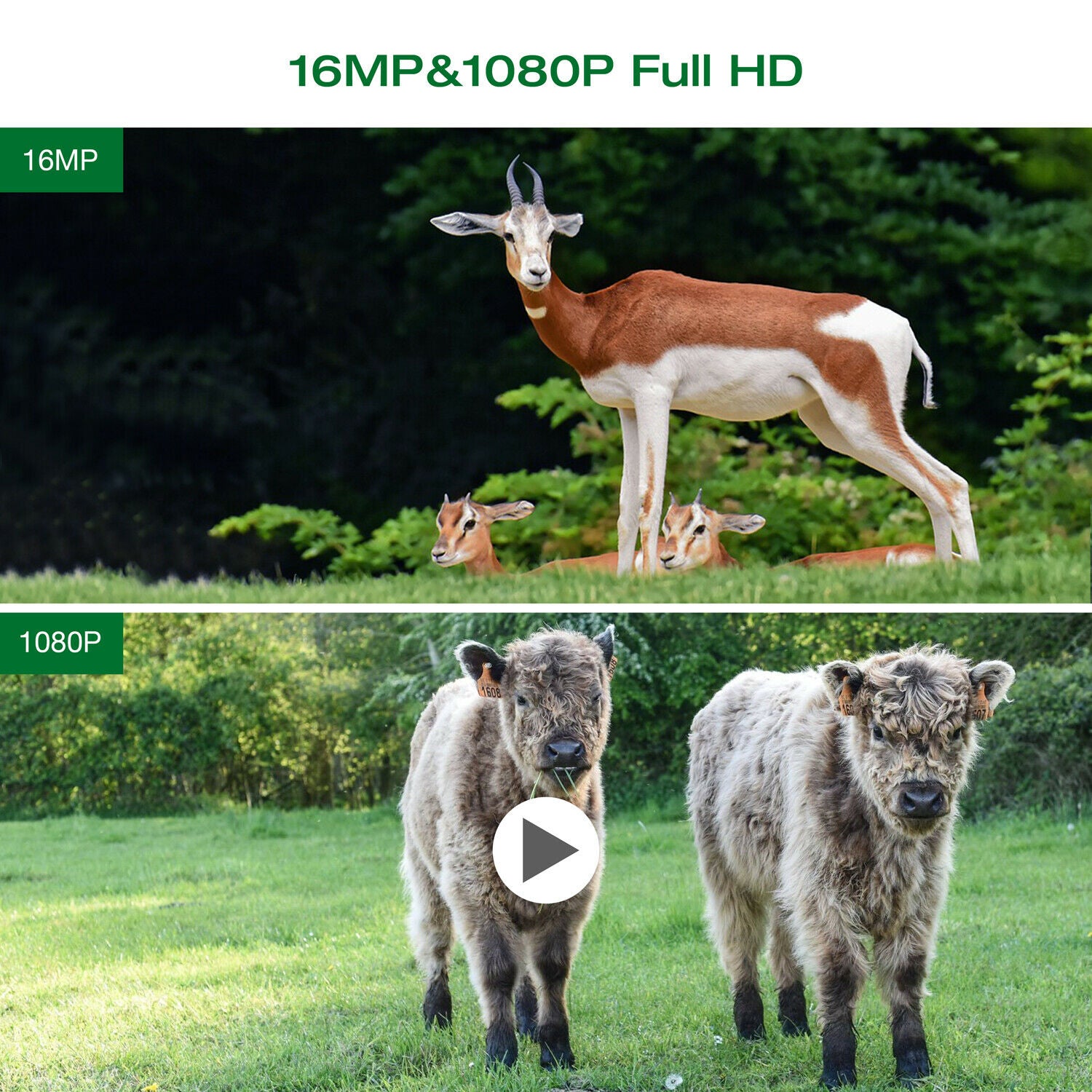 Falconsight™ Game Hunting Wild Trail Trap Camera Night Vision